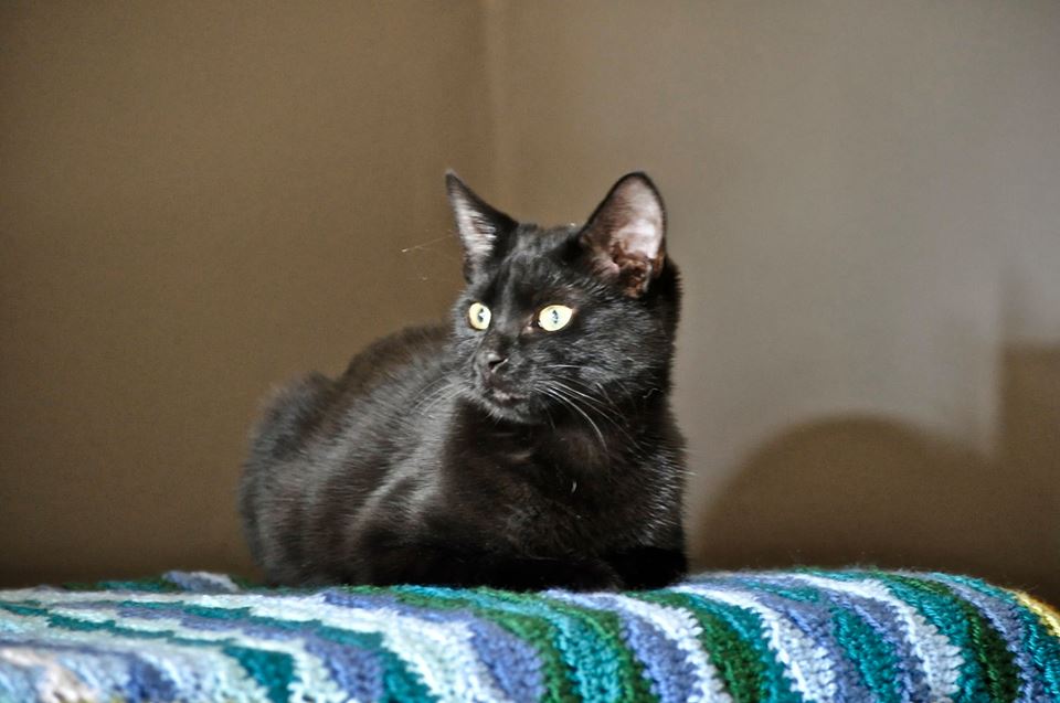 See our CAT TALES AND NEWS section to see how Sambuka settled into her forever home!